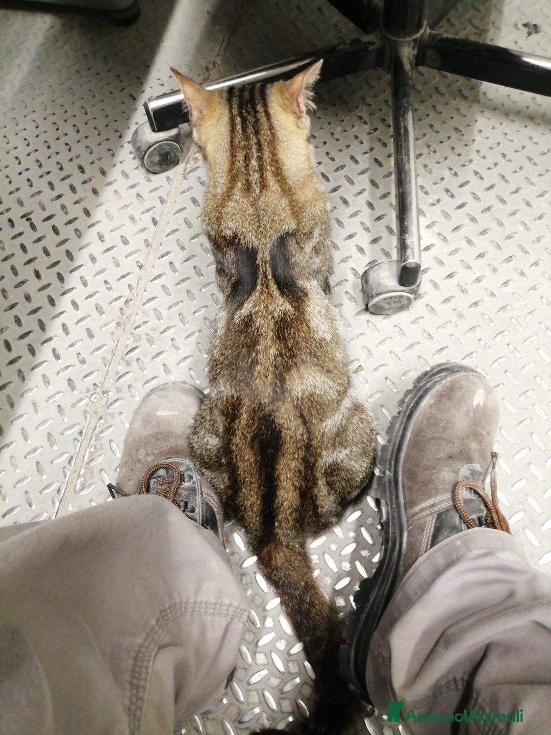 Altre razze gatti in regalo: Miranda micia dolcissima di due anni - Annuncio 5