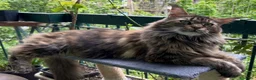 Maine Coon gatti in vendita: Cucciolo di Maine Coon, genitori testati a Provincia di Reggio Emilia - Annuncio 13
