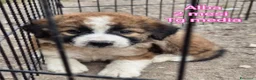 Meticcio cani in regalo: TROPPI CUCCIOLI SOLI IN RIFUGIO  a Provincia di Verona - Annuncio 10
