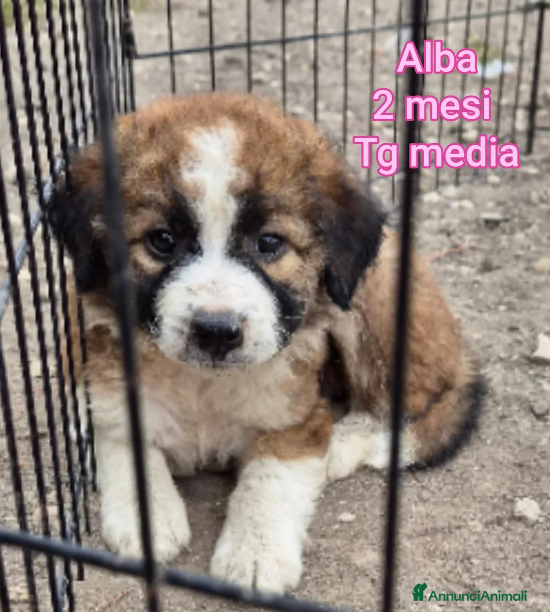 Meticcio cani in regalo: TROPPI CUCCIOLI SOLI IN RIFUGIO  a Provincia di Verona - Annuncio 10