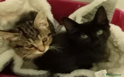 Europeo gatti in regalo: Dolcissime sorelline - Immagine 4