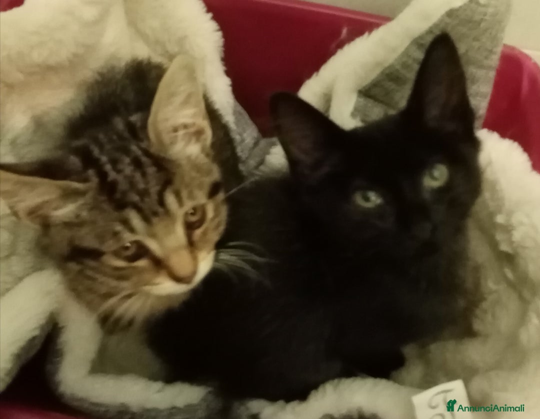 Europeo gatti in regalo: Dolcissime sorelline - Annuncio 4