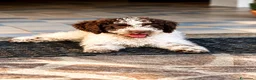 Lagotto cani in vendita: Leo & jack  - Annuncio 3