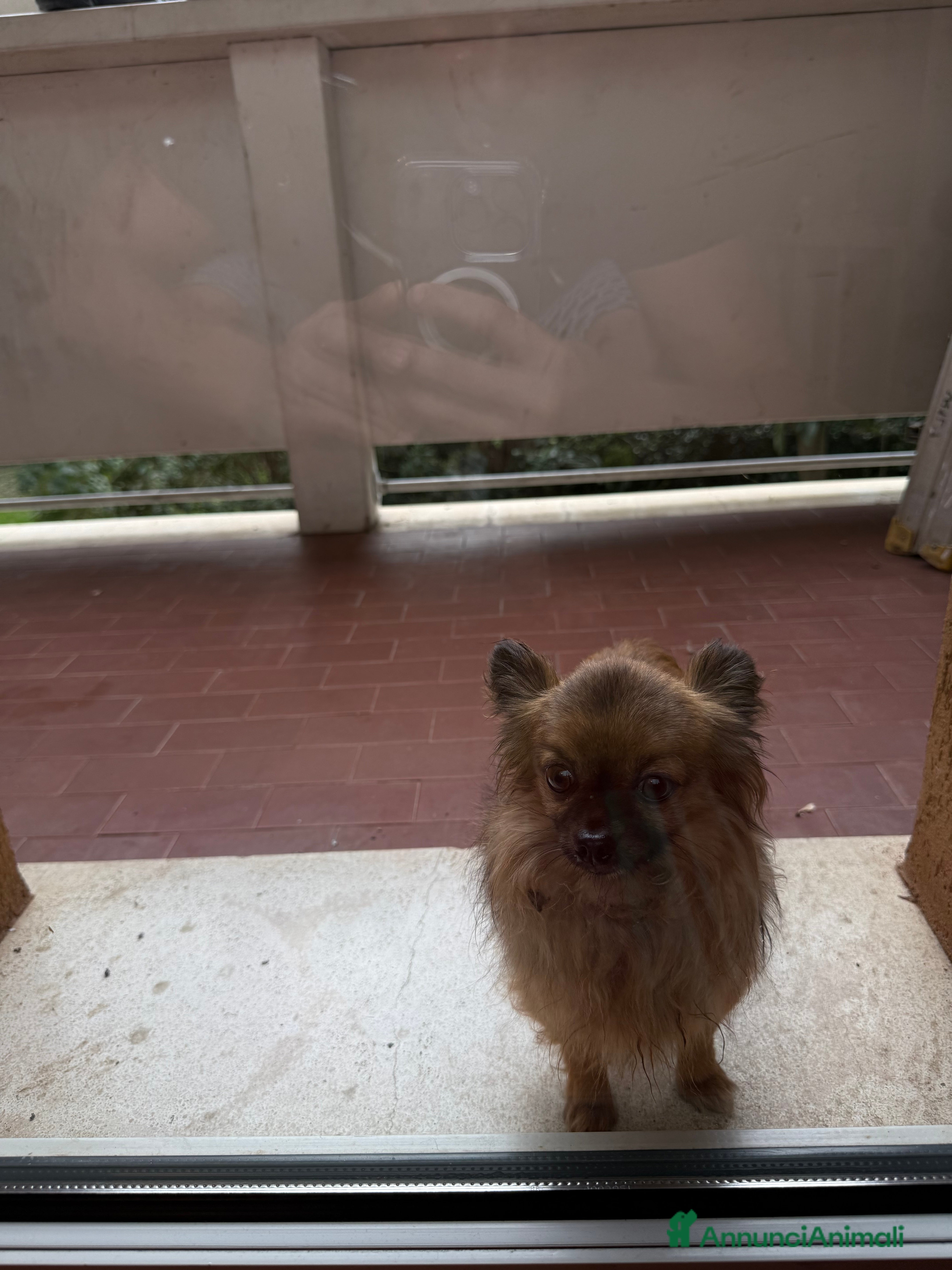 Chihuahua cani Chihuahua a pelo lungo  - Annuncio 1