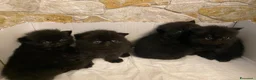 Persiano gatti in vendita: Cuccioli persiani exotic shorthair - Annuncio 3