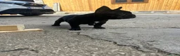 Bulldog Francese cani in vendita: bulldog francese nero cani animali  - Annuncio 6