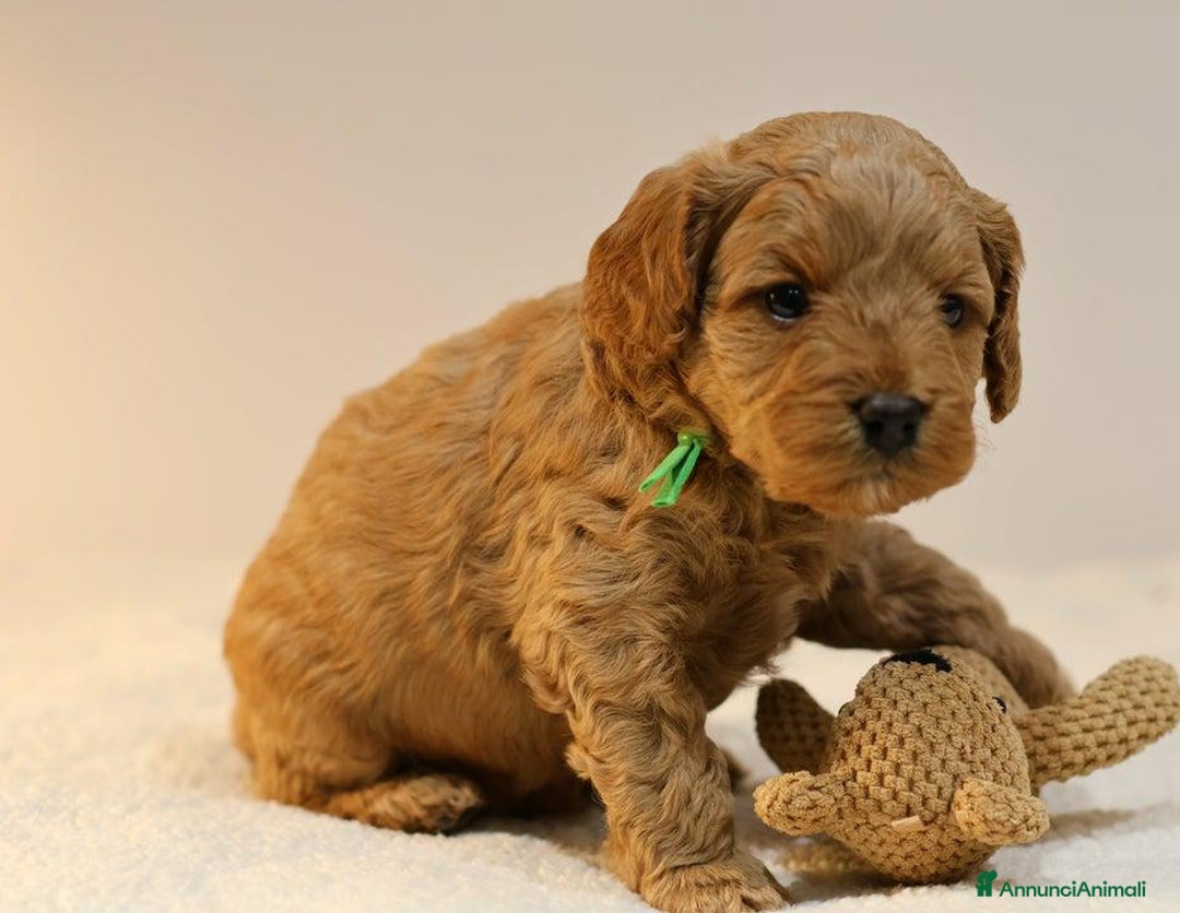 Meticcio cani in vendita: Cuccioli di F1BB Cavapoo Rosso & Crema - Annuncio 6