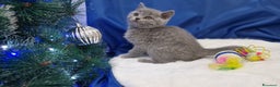 Scottish gatti in vendita: Scottish fold e straight  - Annuncio 2