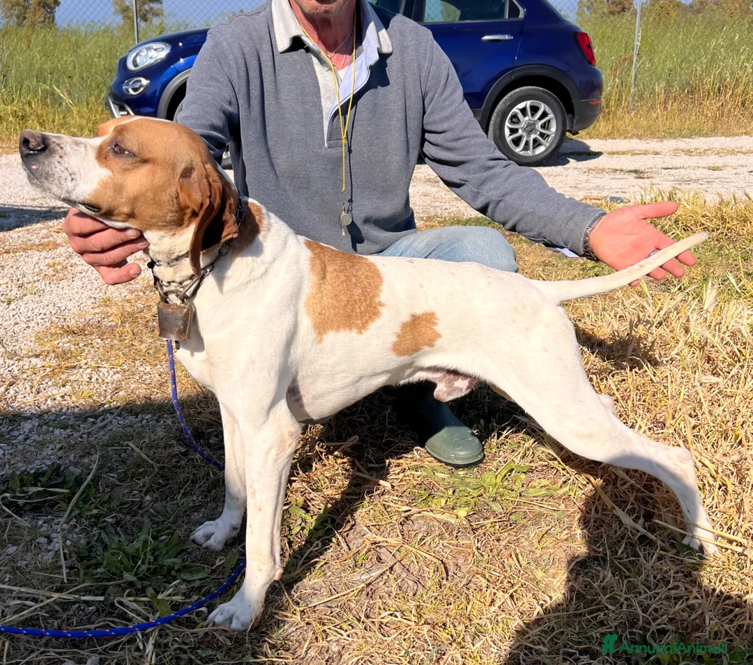 Pointer cani in vendita: Pointer maschio bianco nero - Annuncio 11