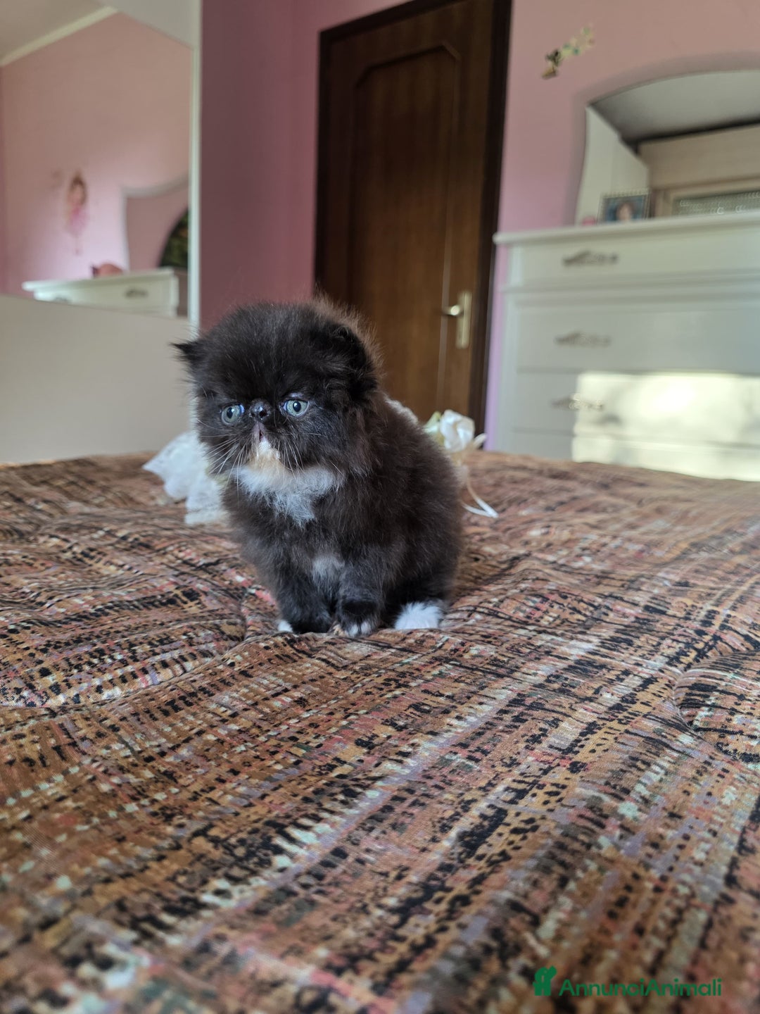 Persiano gatti in vendita: Gattini persiani a Provincia di Padova - Immagine 7