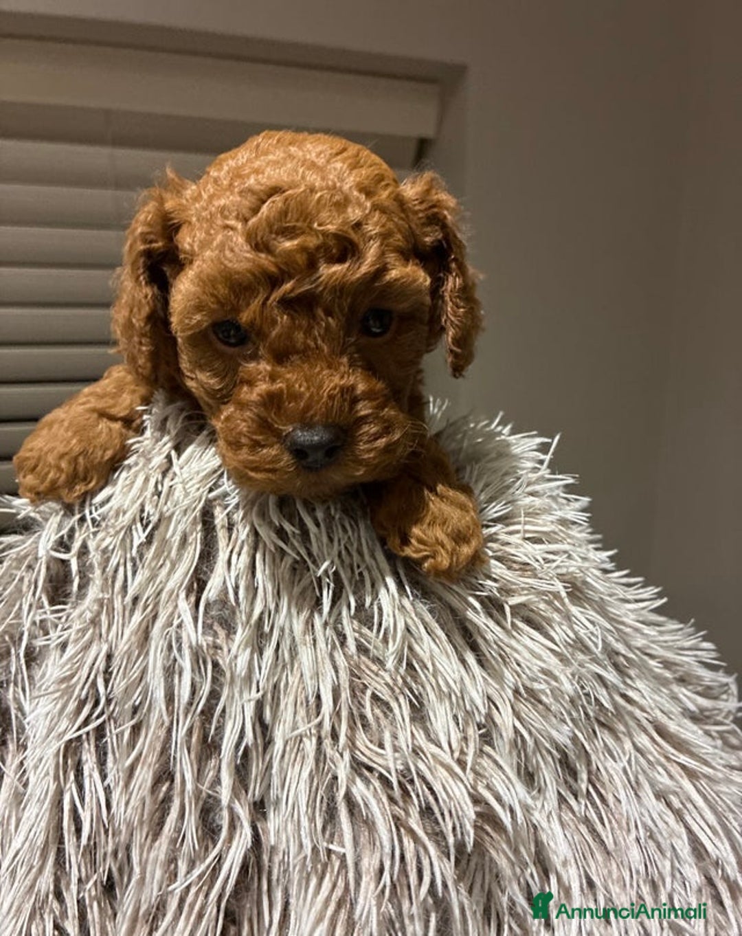 Barboncino Toy cani in vendita: Adorabili cuccioli di Barboncino Toy - Annuncio 3