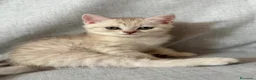 Scottish gatti in vendita: Disponibile - Annuncio 2