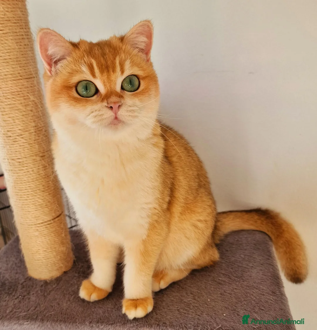 Scottish gatti in vendita: Scottish Fold  - Annuncio 5