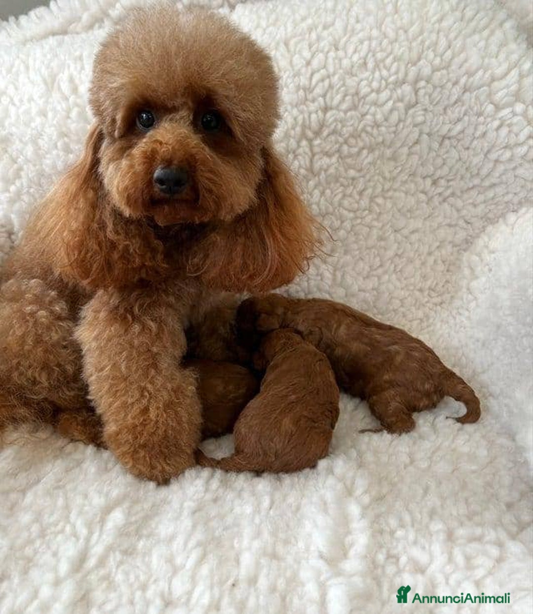 Barboncino Toy cani in vendita: Cuccioli di barboncino toy rossi - Annuncio 10