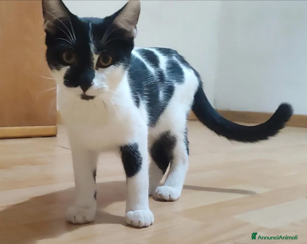 Meticcio gatti in regalo: Gattini affettuosissimi a Provincia di Modena - Annuncio 2