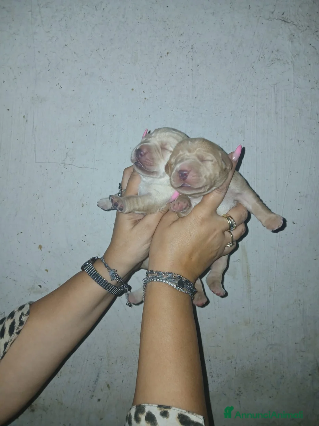 Labrador cani in vendita: Cuccioli di labrador  - Annuncio 2