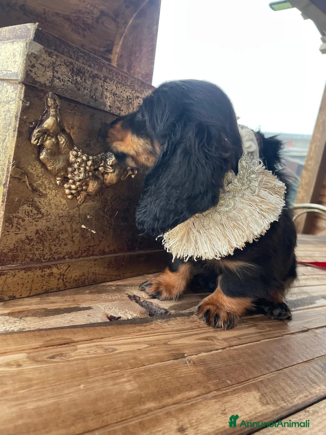 Bassotto cani in vendita: Ultimo mashieto nero focato - Annuncio 7