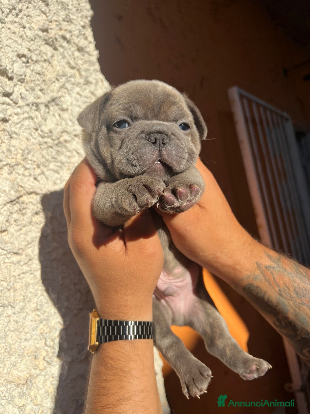 Bulldog Francese cani in vendita: Bulldog francese  a Città metropolitana di Palermo - Immagine 9