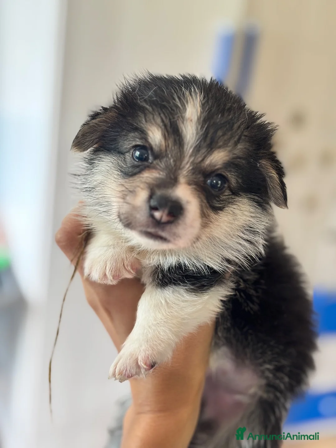 Corgi Pembroke cani in vendita: Cucciolo di Corgi  - Annuncio 4