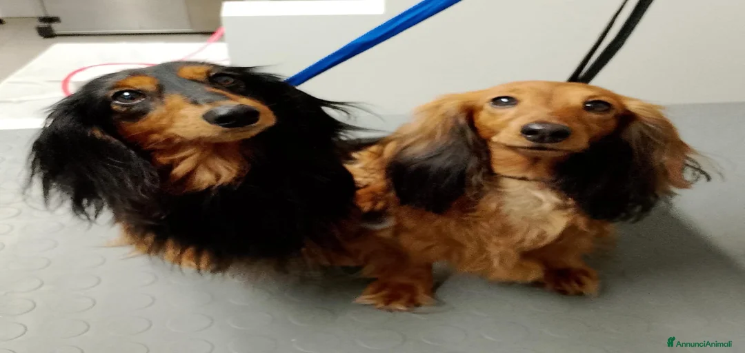 Immagine della galleria {{count}}