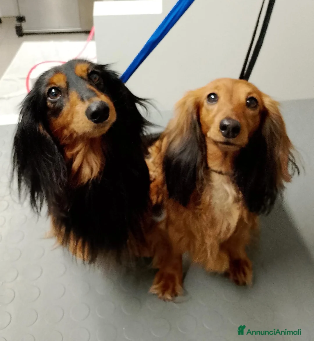 Immagine della galleria {{count}}