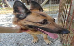 Pastore Tedesco cani in regalo: Sally, 6 anni, Pastore Tedesco - Immagine 7