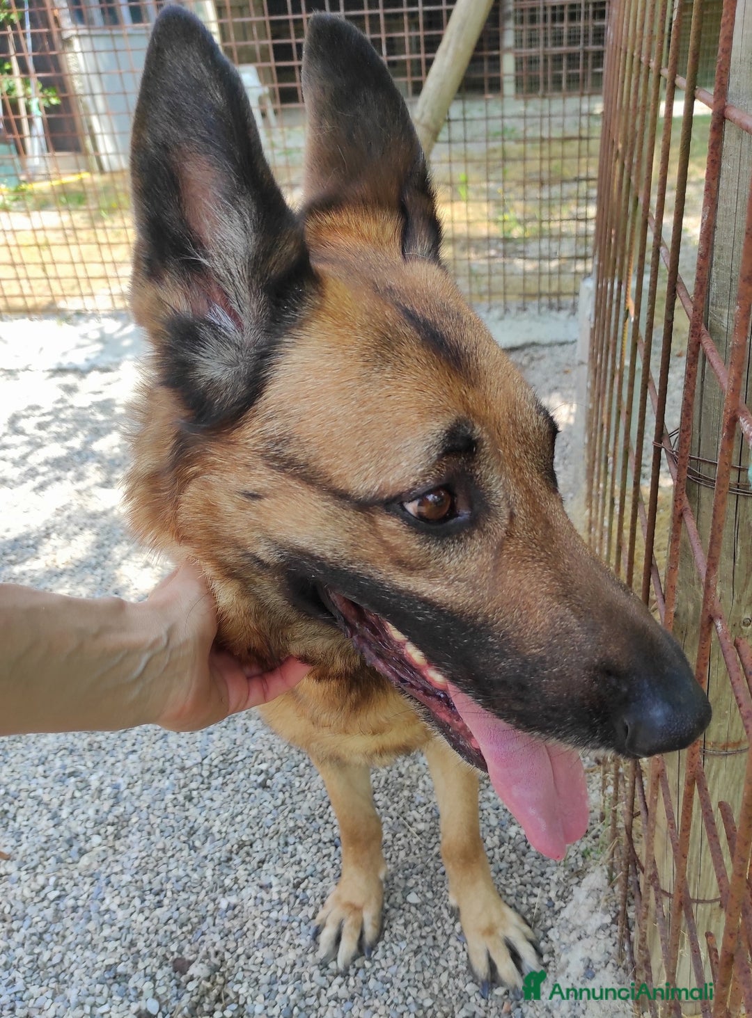Pastore Tedesco cani in regalo: Sally, 6 anni, Pastore Tedesco - Immagine 7