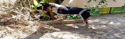 Australian Cattledog cani in regalo: Layla è in cerca di casa gioco e coccole - Annuncio 1