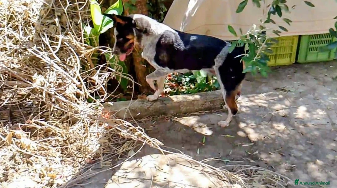 Australian Cattledog cani in regalo: Layla è in cerca di casa gioco e coccole - Annuncio 1