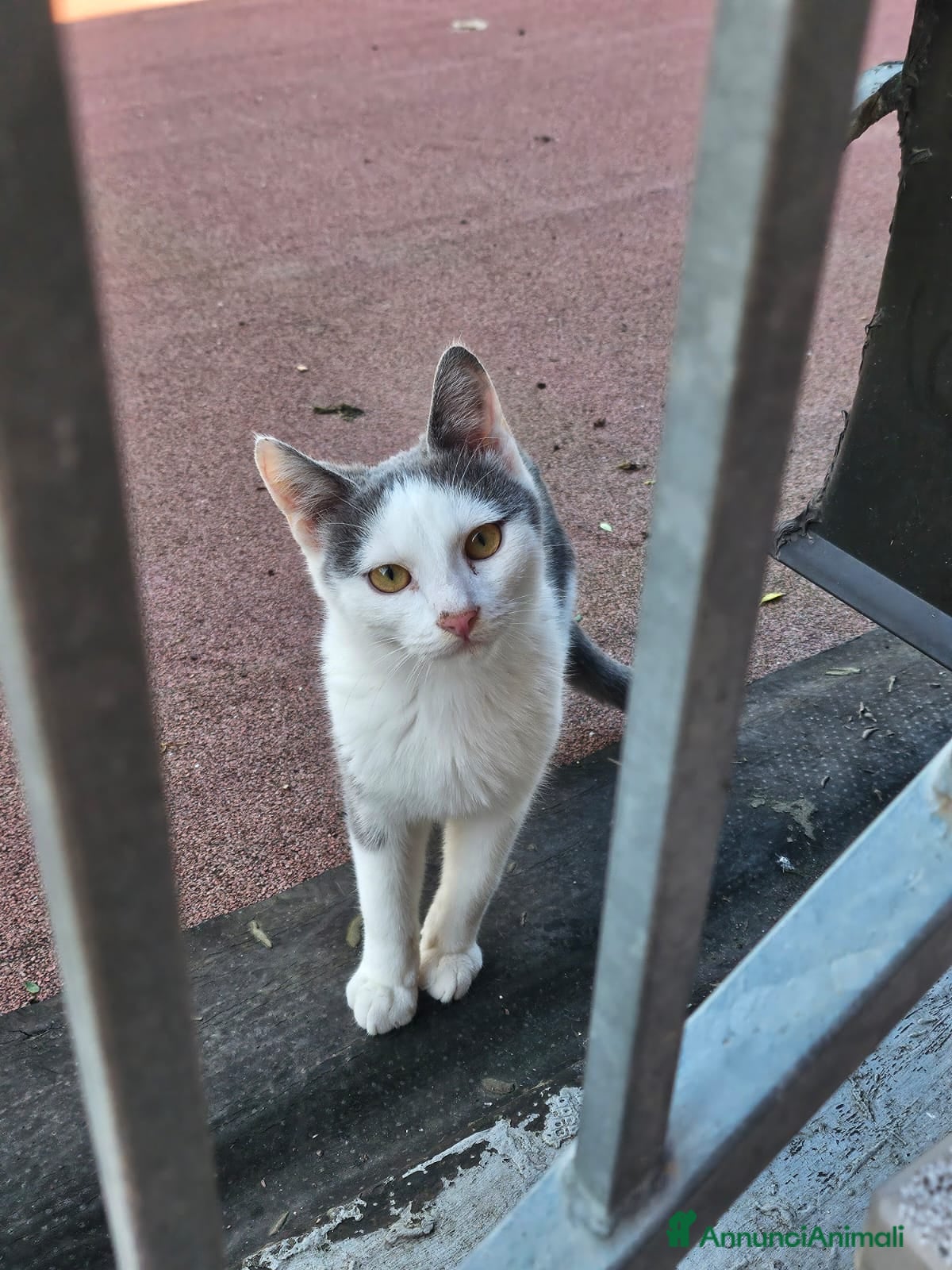 Altre razze gatti in regalo: CERCA CASA 🥰🏡 - Annuncio 4