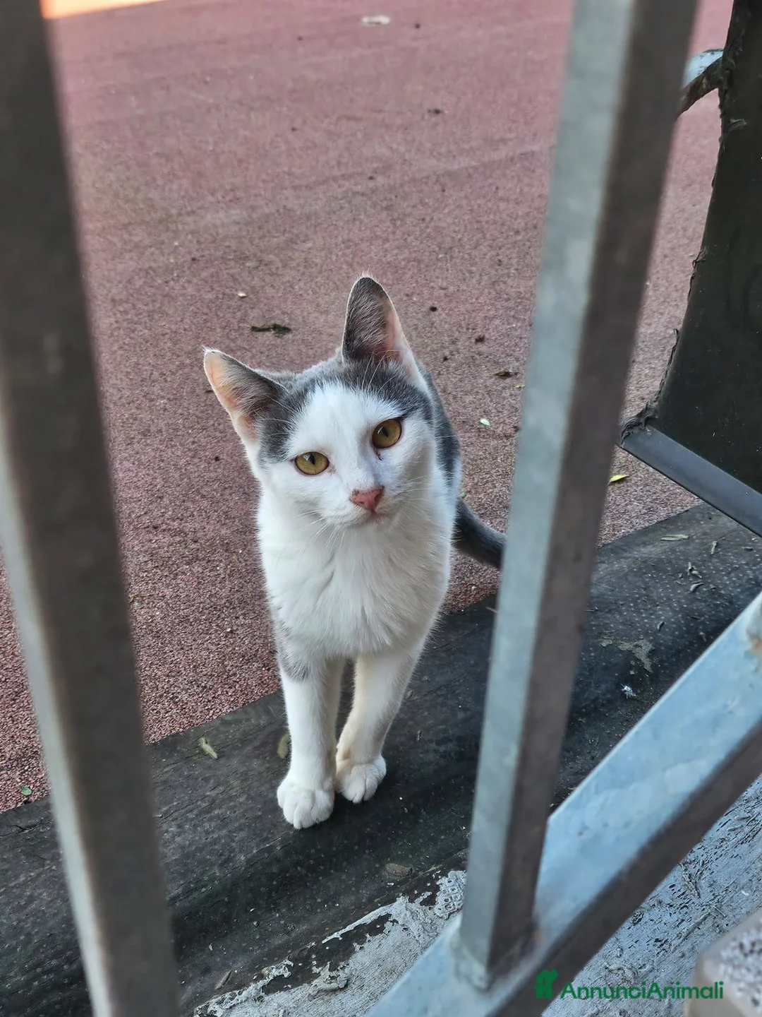 Altre razze gatti in regalo: CERCA CASA 🥰🏡 a Provincia di Ancona - Annuncio 1