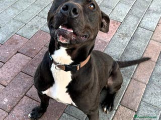 Meticcio cani MAX CERCA CASA - Annuncio 37