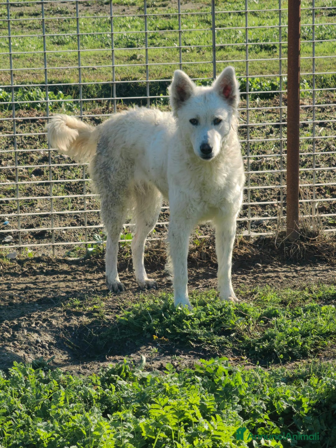 Meticcio cani in regalo: Claudia: 2 anni, taglia media, socievole  - Annuncio 10