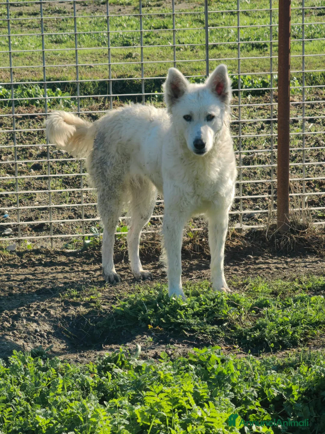 Meticcio cani in regalo: Claudia: 2 anni, taglia media, socievole  - Annuncio 11