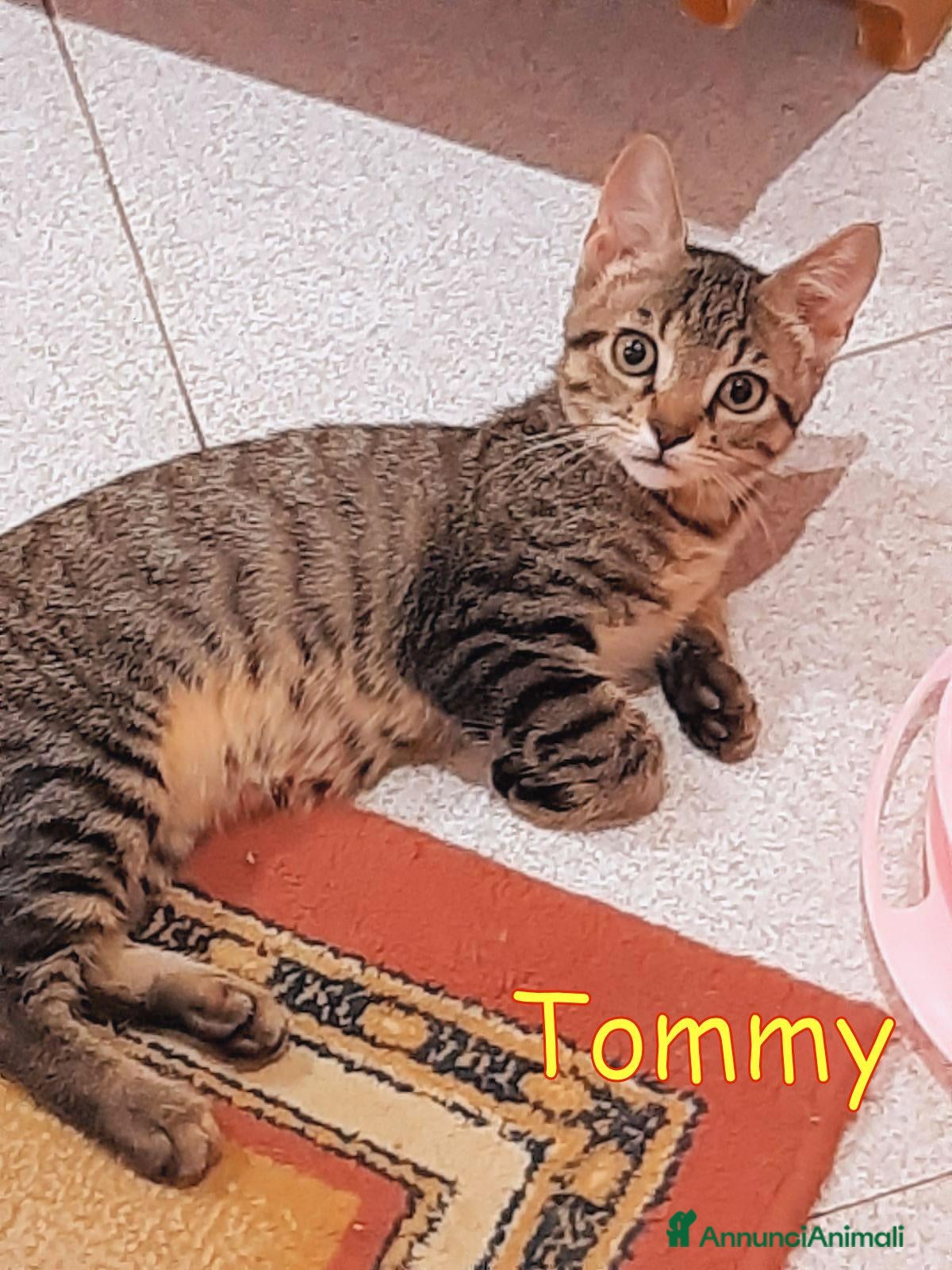 Europeo gatti TOMMY DOLCISSIMO  GATTINO - Annuncio 2