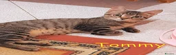 Europeo gatti in regalo: TOMMY DOLCISSIMO  GATTINO - Annuncio 1