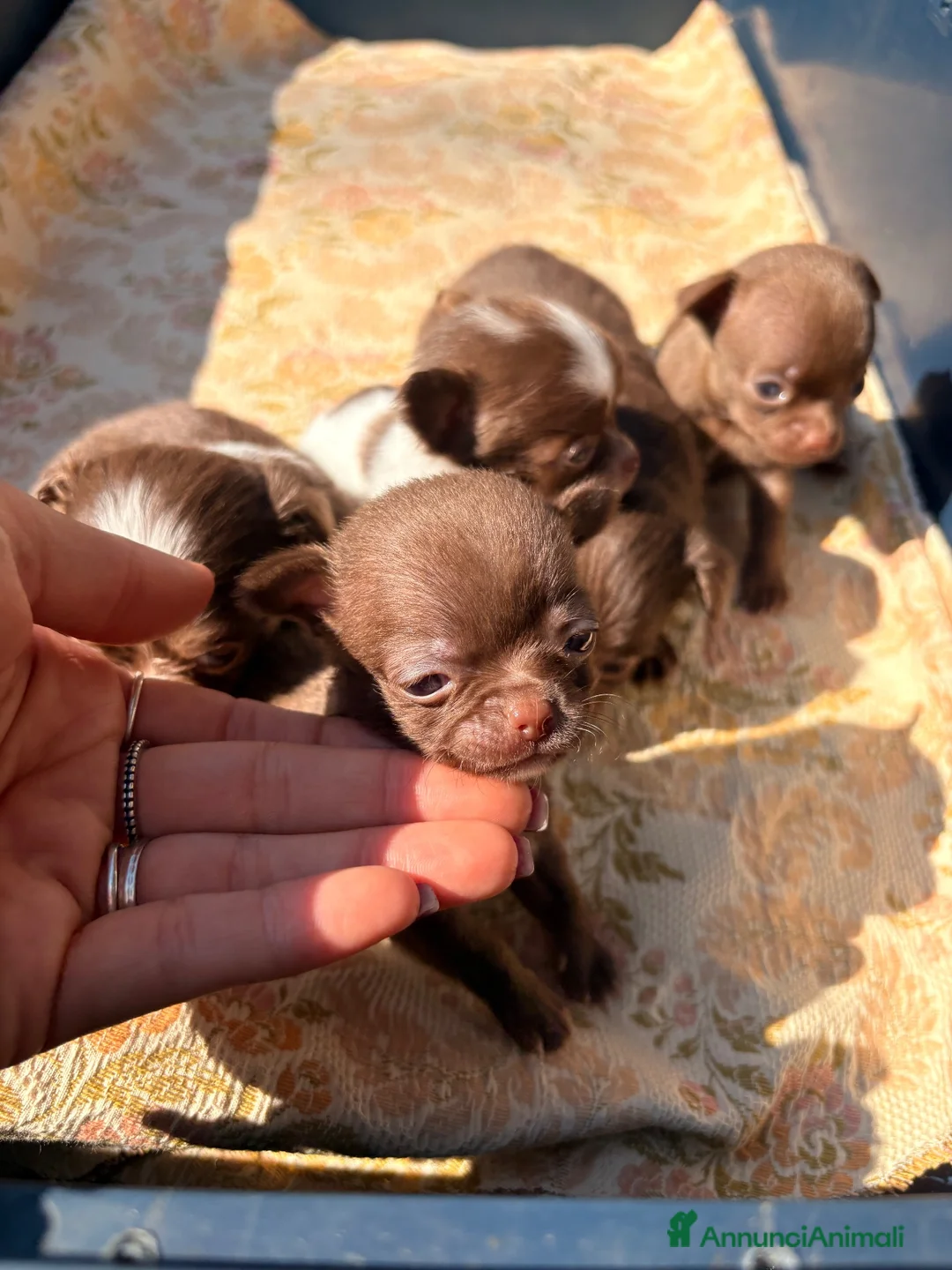 Chihuahua cani in vendita: Chihuahua  - Annuncio 2