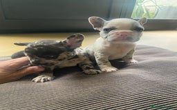 Bandog cani in vendita: Cuccioli di bulldog francese  a Città metropolitana di Milano - Immagine 9