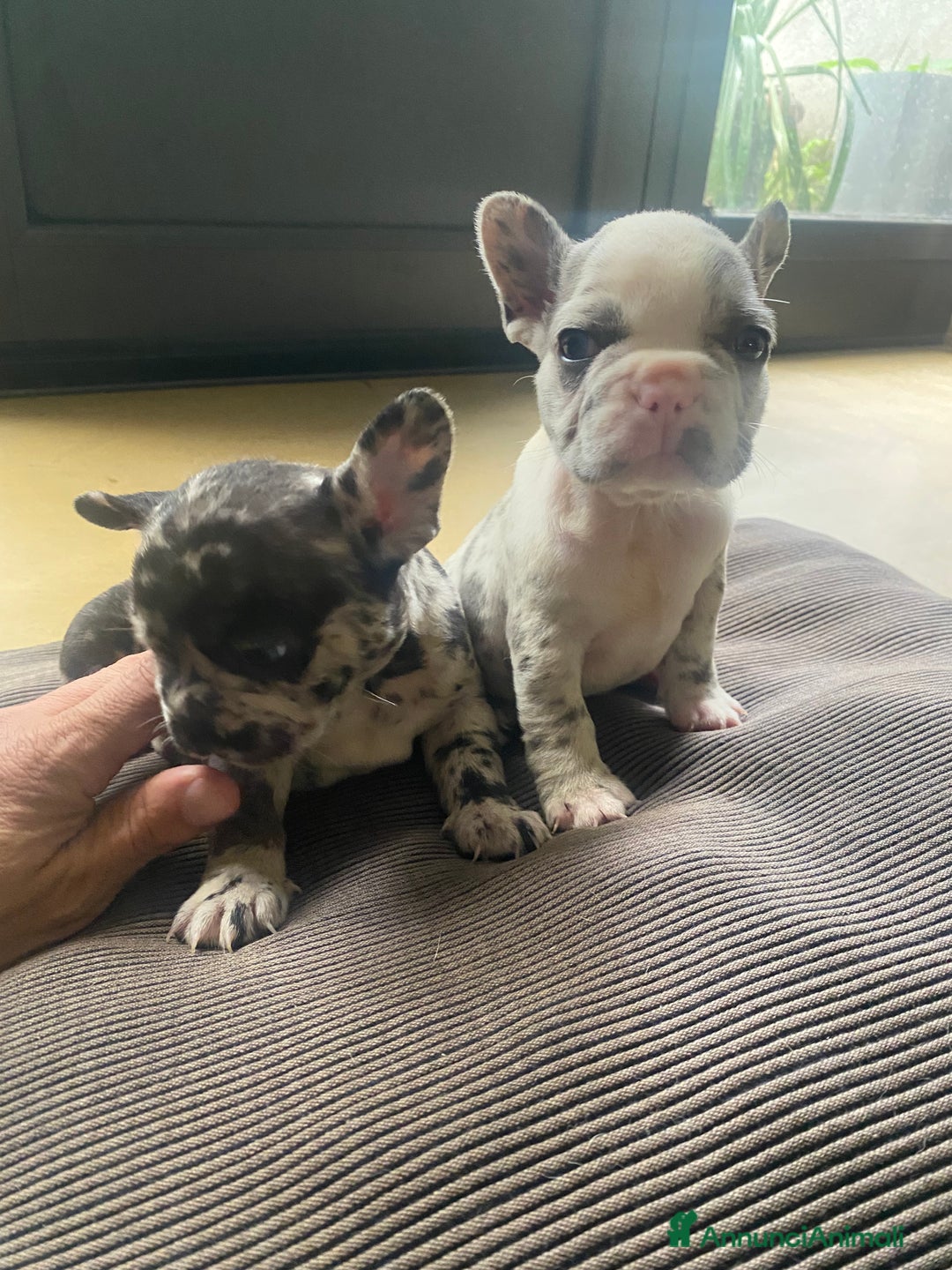 Bandog cani in vendita: Cuccioli di bulldog francese  a Città metropolitana di Milano - Immagine 9