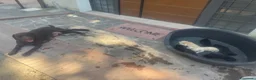 Labrador cani in vendita: Cuccioli di Labrador miele e neri a Spoleto (PG) - Annuncio 2