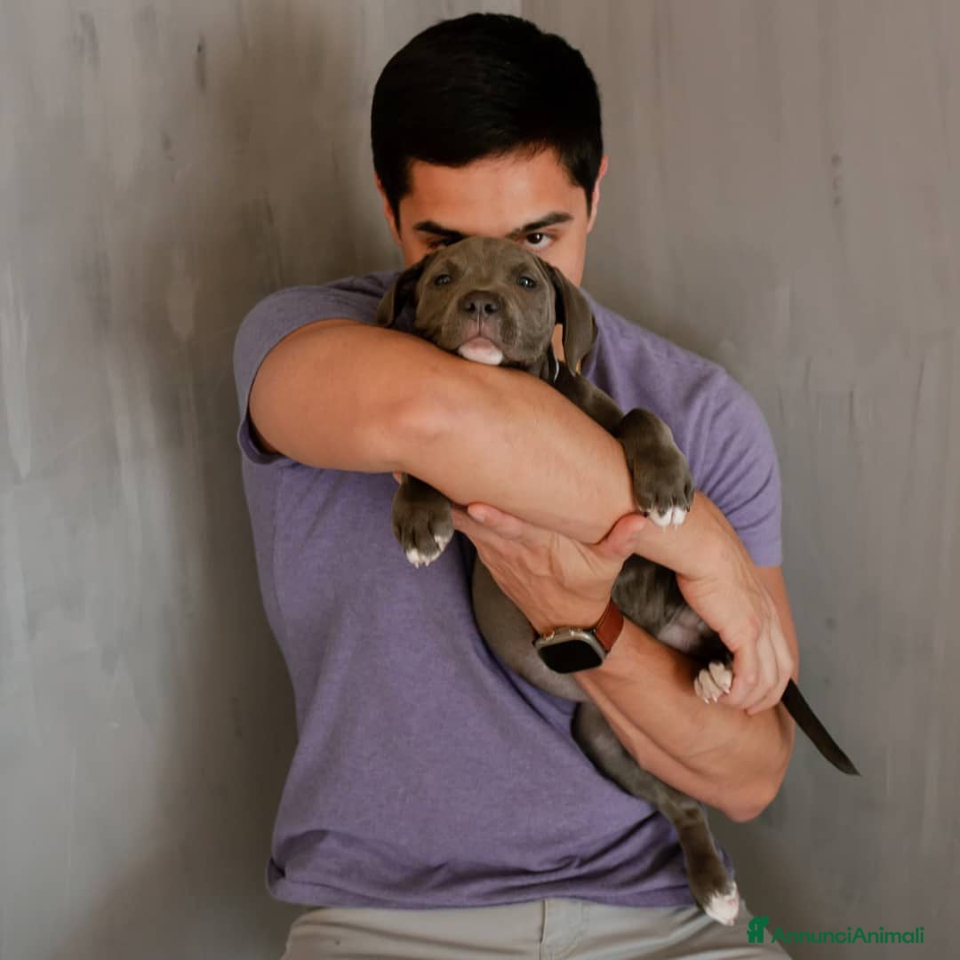 Pitbull cani in regalo: American Pitbull Terrier con pedigree - Annuncio 2