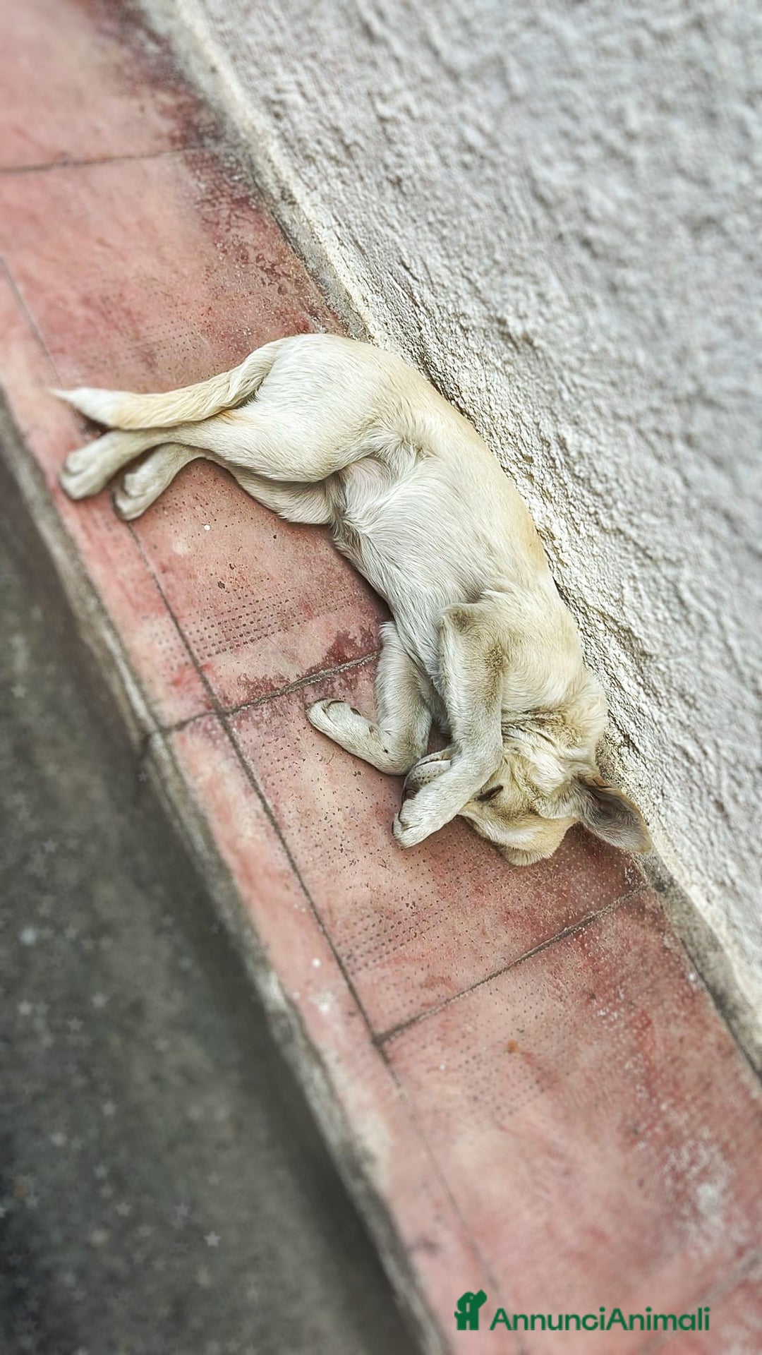 Meticcio cani in regalo: ZOOMY 🩷 - cucciola taglia medio-piccola 🆘 - Annuncio 4