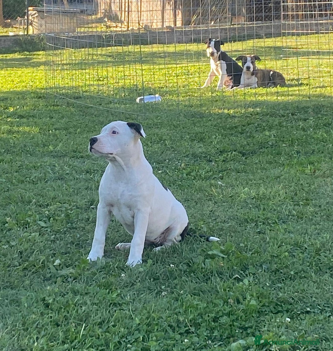 American Staffordshire cani in vendita: American Staffordshire Terrier  - Annuncio 4