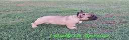Bulldog Francese cani in vendita: Bulldog Francese  - Annuncio 4