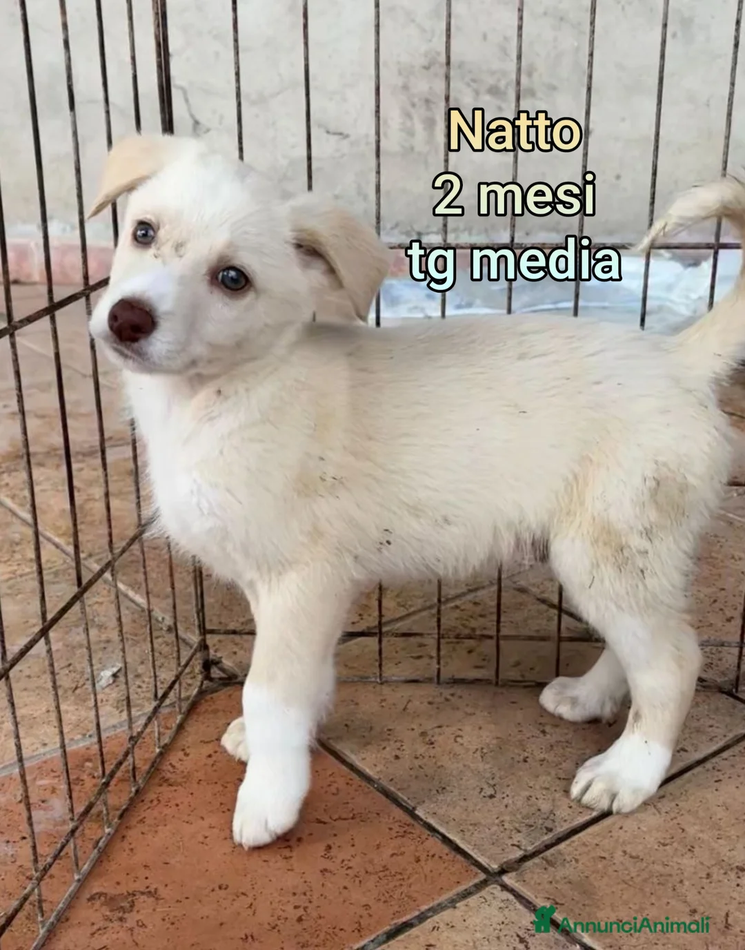 Meticcio cani in regalo: CUCCIOLI ESCLUSI E SOLI! - Annuncio 6