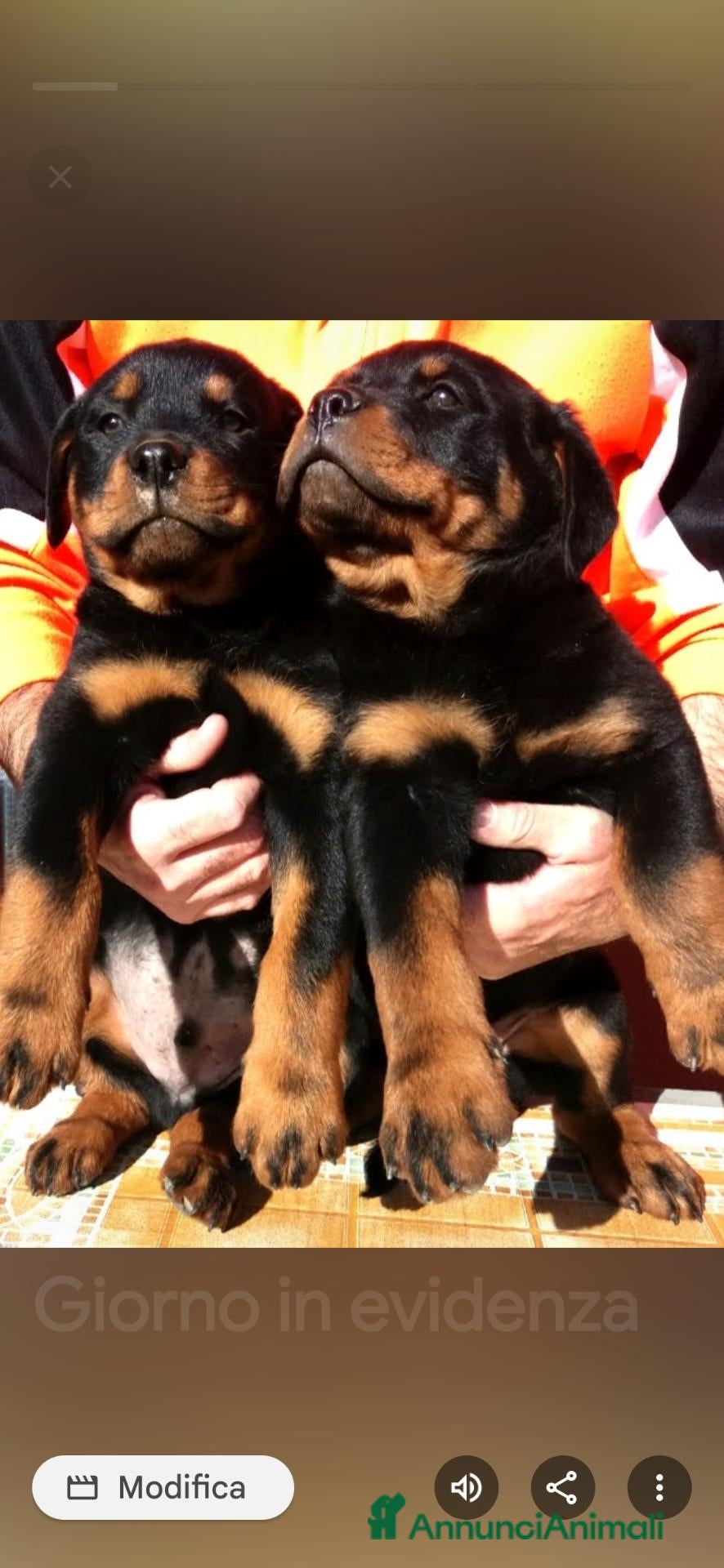 Rottweiler cani Disponibili cuccioli Rottweiler  - Annuncio 4
