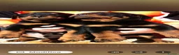 Rottweiler cani in vendita: Disponibili cuccioli Rottweiler  - Annuncio 1