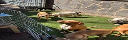 American Staffordshire cani in vendita: American Staffordshire terrier - Annuncio 6