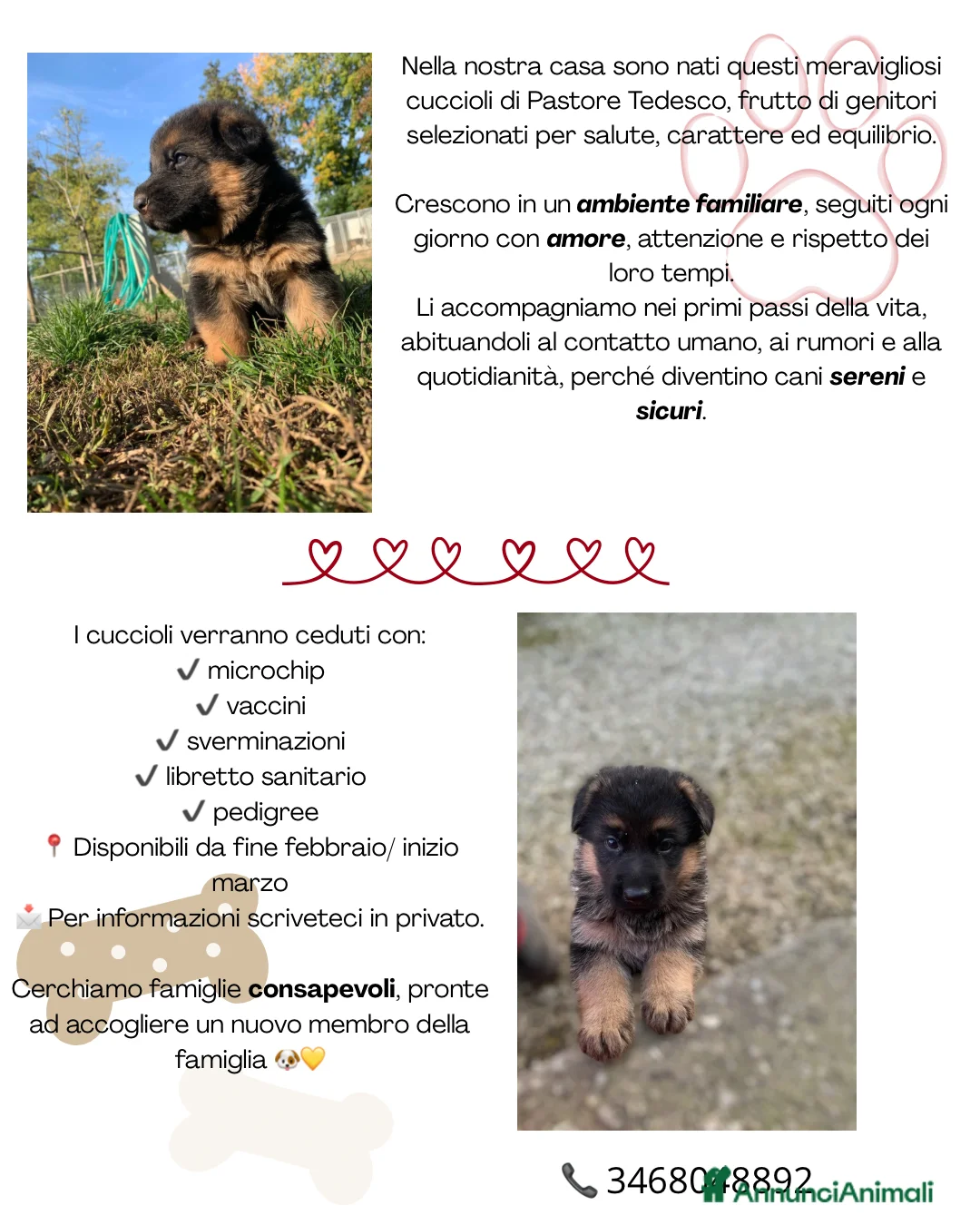 Pastore Tedesco cani in vendita: Disponibili cuccioli pastore tedesco  - Annuncio 3