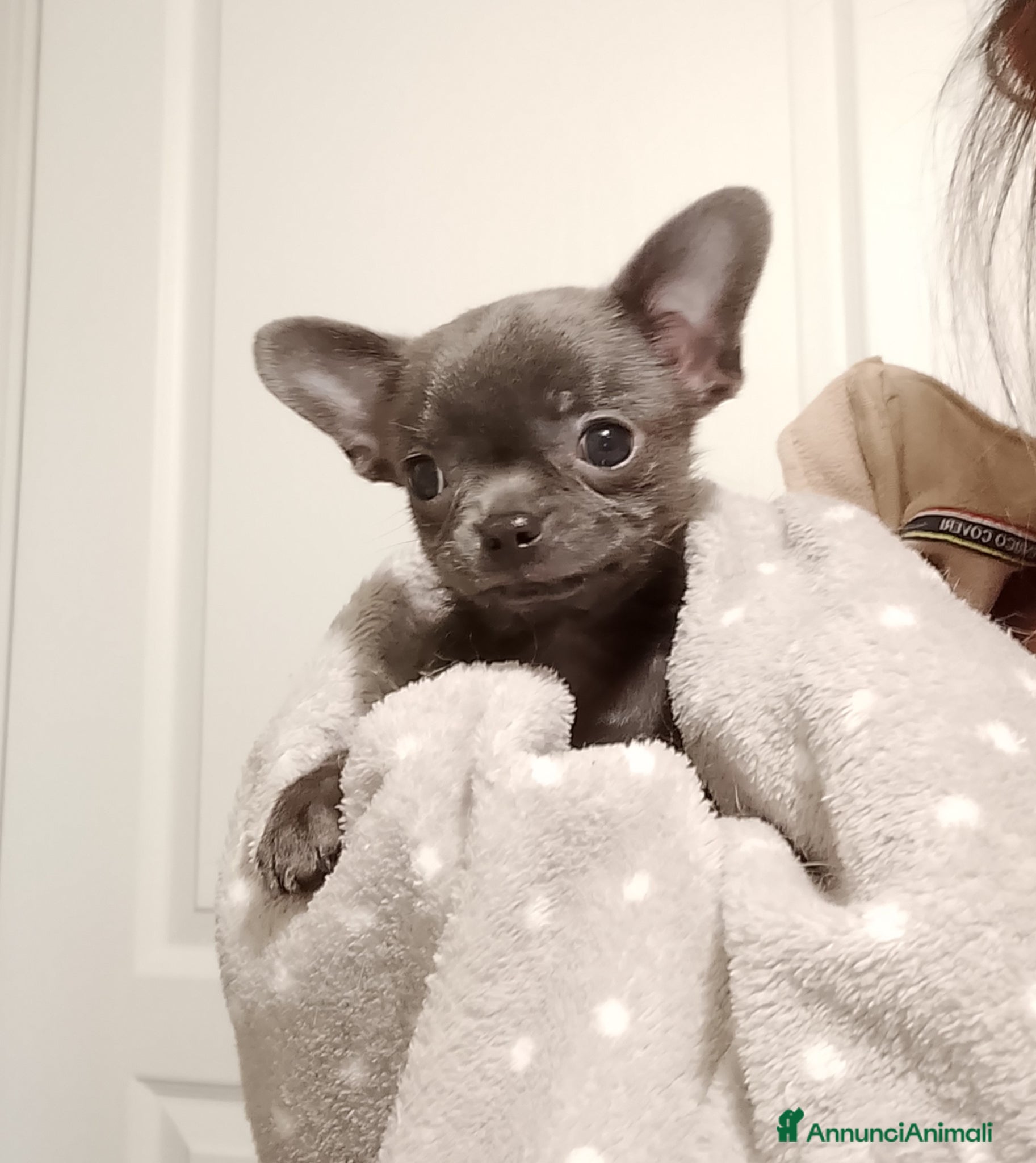 Chihuahua cani Chihuahua con pedigree ENCI  - Annuncio 1